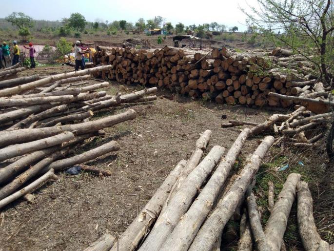 Unpublished snake broke | विनापरवाना सागवान तोडले Unpublished snake broke | विनापरवाना सागवान तोडले