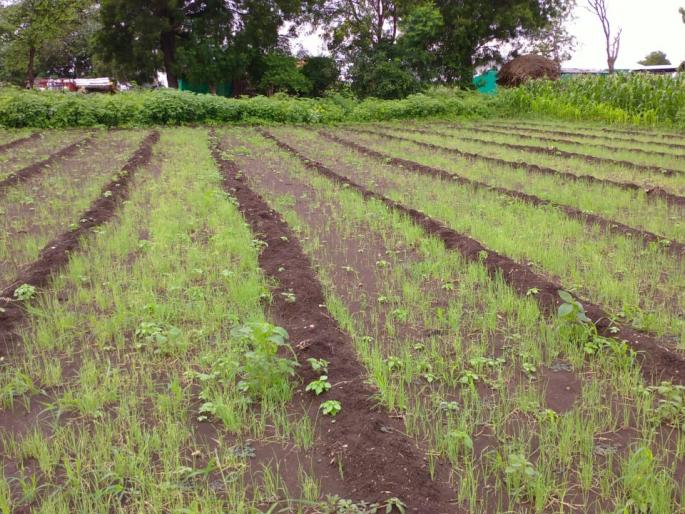 Due to lack of seedlings, onion cultivation was delayed | रोपांअभावी कांदा लागवडी खोळंबल्या Due to lack of seedlings, onion cultivation was delayed | रोपांअभावी कांदा लागवडी खोळंबल्या