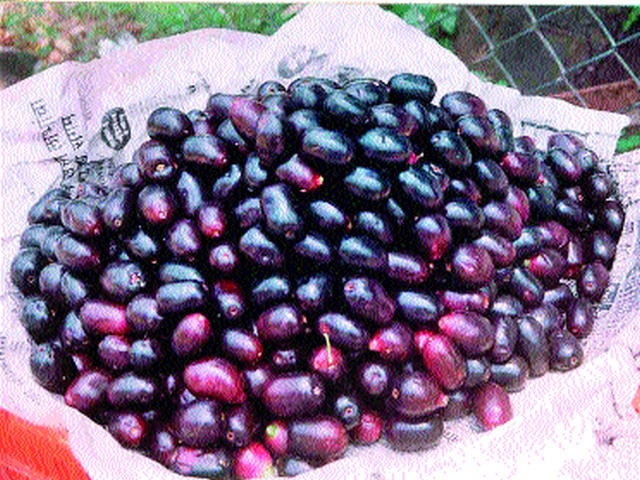 Demand for purple fruit increased in rural areas | ग्रामीण भागात जांभूळ फळाला मागणी वाढली Demand for purple fruit increased in rural areas | ग्रामीण भागात जांभूळ फळाला मागणी वाढली