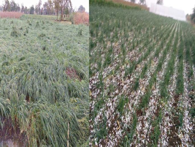 Jalgaon district farmers again lost their winter season crop | जळगाव जिल्ह्यात बळीराजाचा गेला पुन्हा एकदा ‘बळी’ Jalgaon district farmers again lost their winter season crop | जळगाव जिल्ह्यात बळीराजाचा गेला पुन्हा एकदा ‘बळी’