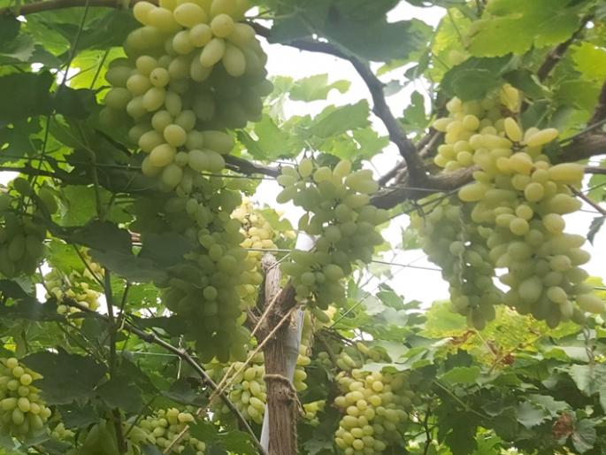 Flower grapevine quit jobs | नोकरी सोडून फुलविली द्राक्षबाग Flower grapevine quit jobs | नोकरी सोडून फुलविली द्राक्षबाग