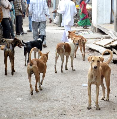 Stray dogs rise to the occasion..! 23,374 citizens attacked by dogs in 11 months in the city | भटकी कुत्री उठली जीवावर..! शहरात ११ महिन्यांत २३,३७४ नागरिकांवर कुत्र्यांचा हल्ला Stray dogs rise to the occasion..! 23,374 citizens attacked by dogs in 11 months in the city | भटकी कुत्री उठली जीवावर..! शहरात ११ महिन्यांत २३,३७४ नागरिकांवर कुत्र्यांचा हल्ला