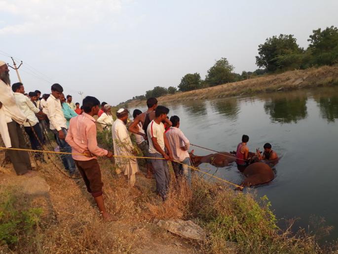 2 bulls drown in canal | आष्टीजवळ अरुंद रस्त्यामुळे कालव्यात पडून बैलजोडी दगावली 2 bulls drown in canal | आष्टीजवळ अरुंद रस्त्यामुळे कालव्यात पडून बैलजोडी दगावली
