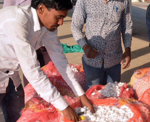 A hundred tons of figure reached by the silk cell | रेशीम कोषाने गाठला शंभर टनाचा टप्पा A hundred tons of figure reached by the silk cell | रेशीम कोषाने गाठला शंभर टनाचा टप्पा