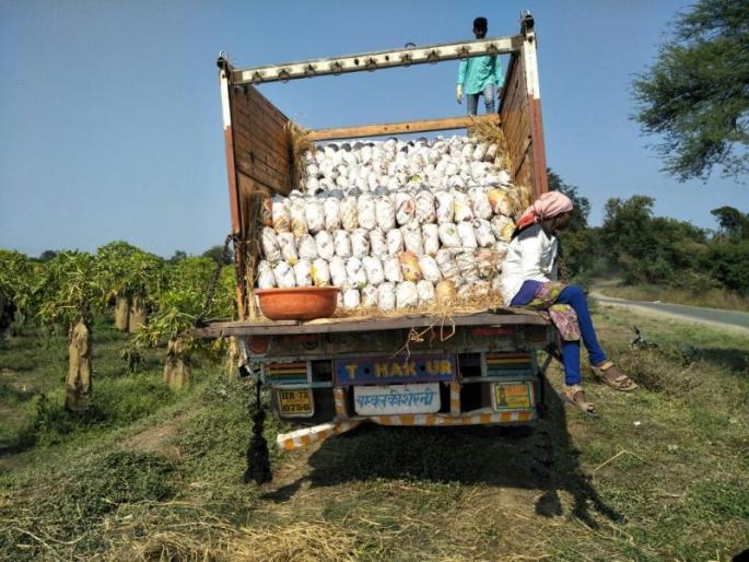 After the banana now the rasal papayei of kajgaon area .. | केळीनंतर आता कजगाव परिसरातील रसाळ पपईची दिल्लीवारी.. After the banana now the rasal papayei of kajgaon area .. | केळीनंतर आता कजगाव परिसरातील रसाळ पपईची दिल्लीवारी..