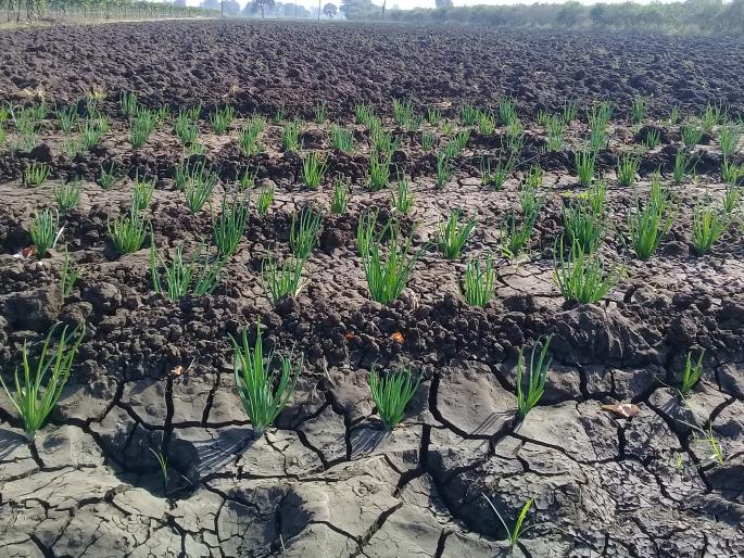 Happiness is on the market for the week of onion due to low tariffs | कमी दरामुळे कांद्याची आठवडे बाजारात होते आहे हातविक्र ी Happiness is on the market for the week of onion due to low tariffs | कमी दरामुळे कांद्याची आठवडे बाजारात होते आहे हातविक्र ी