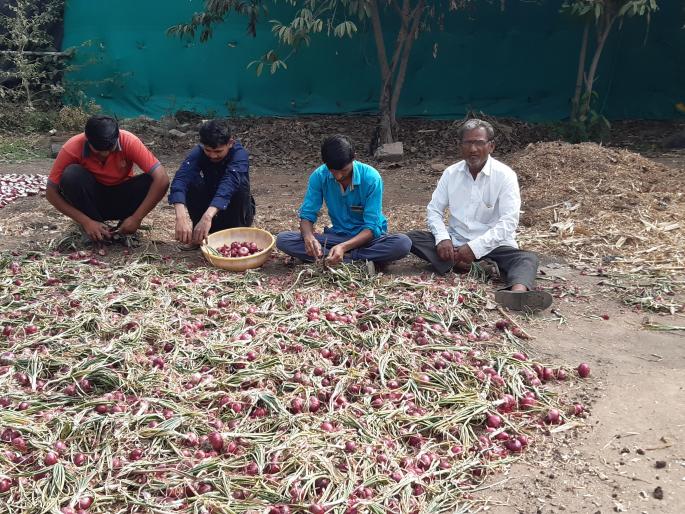 Red onion begins to be harvested | लाल कांदा काढणीला सुरु वात