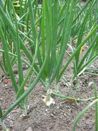 Fear of declining onion production | कांदा उत्पादन घटण्याची भीती