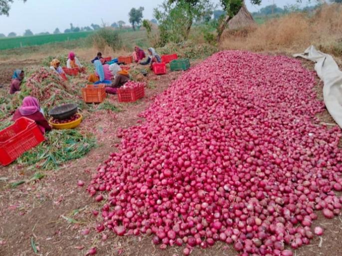 Big crisis on onions for harvesting | काढणीसाठी आलेल्या कांद्यावर मोठे संकट Big crisis on onions for harvesting | काढणीसाठी आलेल्या कांद्यावर मोठे संकट