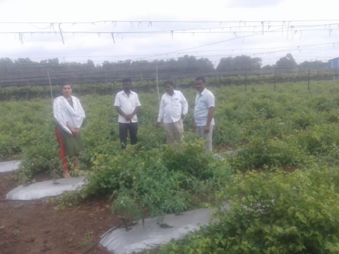 Spray herbicide on one acre of tomato | एक एकर टमाट्यावर तणनाशकाची फवारणी Spray herbicide on one acre of tomato | एक एकर टमाट्यावर तणनाशकाची फवारणी