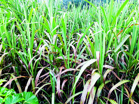 70,000 hectares of sugarcane 'Tambera' in the district | जिल्ह्यात ७० हजार हेक्टर उसावर ‘तांबेरा’ 70,000 hectares of sugarcane 'Tambera' in the district | जिल्ह्यात ७० हजार हेक्टर उसावर ‘तांबेरा’