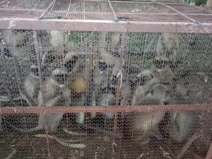 Satara: Villagers made the tribe of the monkeys; Martyr, incident in Kiwal: fury on forests; More damaged than fifty dams in damages due to losses | सातारा : वानरांच्या टोळीला ग्रामस्थांनीच केले जेरबंद, किवळमधील घटना : वनविभागावर संताप; नुकसान केल्याने पन्नासहून जास्त वानरे पिंजऱ्यात कोंडली Satara: Villagers made the tribe of the monkeys; Martyr, incident in Kiwal: fury on forests; More damaged than fifty dams in damages due to losses | सातारा : वानरांच्या टोळीला ग्रामस्थांनीच केले जेरबंद, किवळमधील घटना : वनविभागावर संताप; नुकसान केल्याने पन्नासहून जास्त वानरे पिंजऱ्यात कोंडली