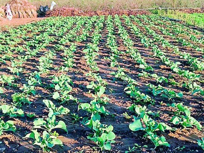 Wet rains dampen farmers' hopes | भीज पावसामुळे शेतकऱ्यांच्या आशा पल्लवित Wet rains dampen farmers' hopes | भीज पावसामुळे शेतकऱ्यांच्या आशा पल्लवित