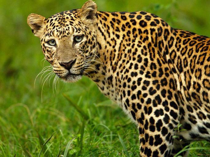 Nine sheep killed in leopard attack | बिबट्याच्या हल्ल्यात नऊ मेंढ्या ठार