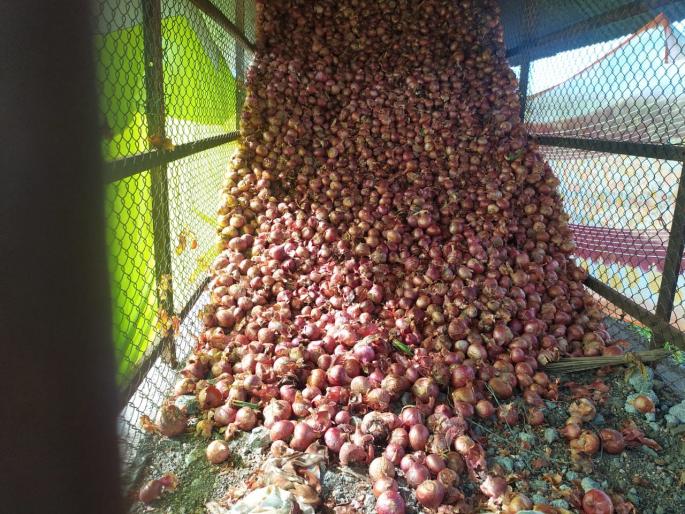 One and a half quintals | चाळीतून लांबविला दीड क्विंटल कां One and a half quintals | चाळीतून लांबविला दीड क्विंटल कां