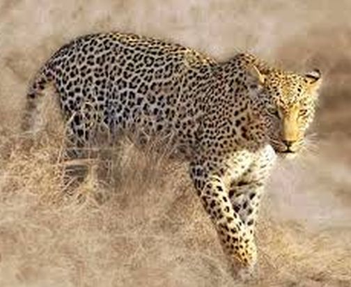 Goat fetch from leopard | बिबट्याकडून शेळी फस्त Goat fetch from leopard | बिबट्याकडून शेळी फस्त