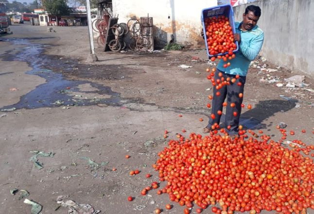 Falling tomatoes cause problems for tomato growers | किमती घसरल्याने टोमॅटो उत्पादक अडचणीत Falling tomatoes cause problems for tomato growers | किमती घसरल्याने टोमॅटो उत्पादक अडचणीत