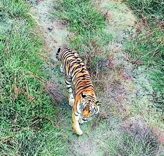 ‘Prince’ got his kingdom ... | ‘राजकुमार’ला मिळाले त्याचे राज्य... ‘Prince’ got his kingdom ... | ‘राजकुमार’ला मिळाले त्याचे राज्य...