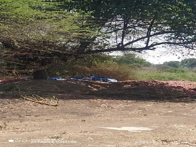 Ingredients for making onion chaal | कांदा चाळ बनविवण्यासाठी मिळेना साहित्य Ingredients for making onion chaal | कांदा चाळ बनविवण्यासाठी मिळेना साहित्य