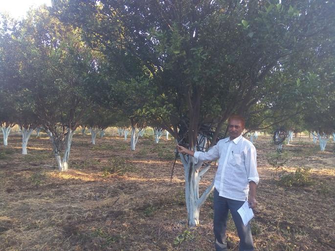 Use of earthworm fertilizer for orange crop: from 700 orange plants yielding four lakhs | संत्रा पिकासाठी गांडुळ खताचा वापर : ७०० संत्रा झाडांपासून चार लाखांचे उत्पन्न Use of earthworm fertilizer for orange crop: from 700 orange plants yielding four lakhs | संत्रा पिकासाठी गांडुळ खताचा वापर : ७०० संत्रा झाडांपासून चार लाखांचे उत्पन्न