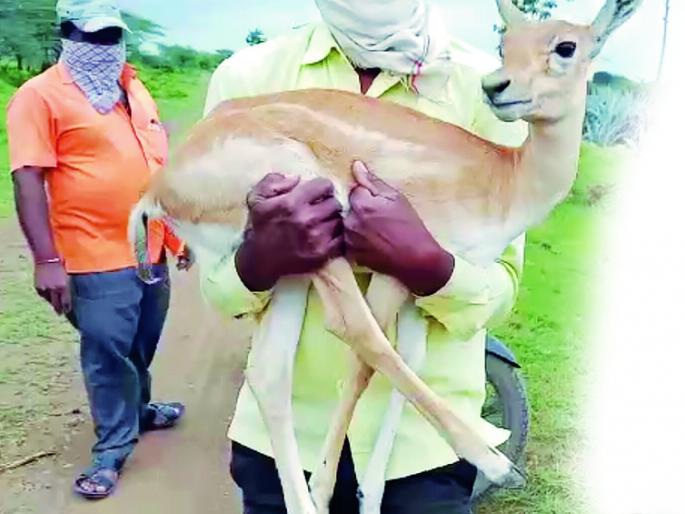 Release of Padsa grown in goat's milk in natural habitat | शेळीचे दूध पिऊन वाढलेल्या पाडसाची नैसर्गिक अधिवासात मुक्तता