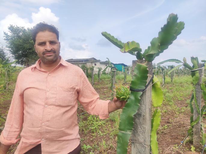 Cultivation of Dragon Food by splitting grapes | द्राक्षाला फाटा देत ड्रॅगन फुडची लागवड Cultivation of Dragon Food by splitting grapes | द्राक्षाला फाटा देत ड्रॅगन फुडची लागवड