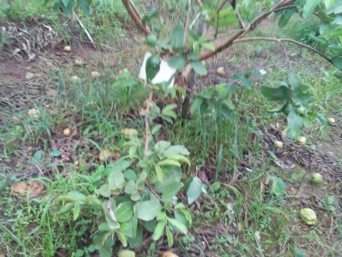 Peruvian garden in Peth taluka | पेठ तालुक्यात पेरूची बाग भुईसपाट  Peruvian garden in Peth taluka | पेठ तालुक्यात पेरूची बाग भुईसपाट