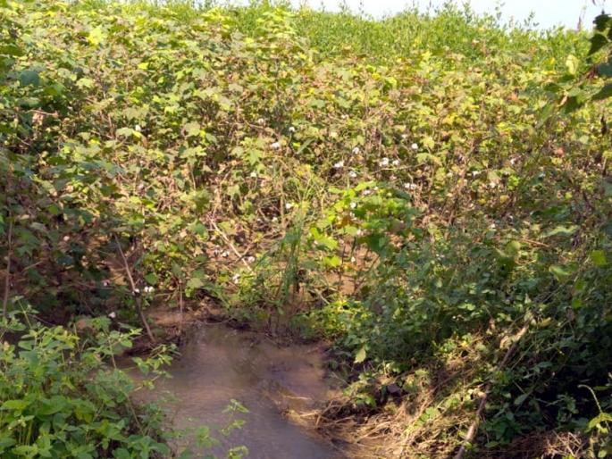 Parbhani: The economic mathematics of cotton producing farmers is declining | परभणी : कापूस उत्पादक शेतकऱ्यांचे आर्थिक गणित कोलमडले Parbhani: The economic mathematics of cotton producing farmers is declining | परभणी : कापूस उत्पादक शेतकऱ्यांचे आर्थिक गणित कोलमडले