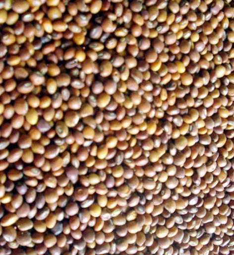 Parbhani: Online registration of 400 producers of mustard growers | परभणी : ४०० तूर उत्पादकांची आॅनलाईन नोंदणी Parbhani: Online registration of 400 producers of mustard growers | परभणी : ४०० तूर उत्पादकांची आॅनलाईन नोंदणी