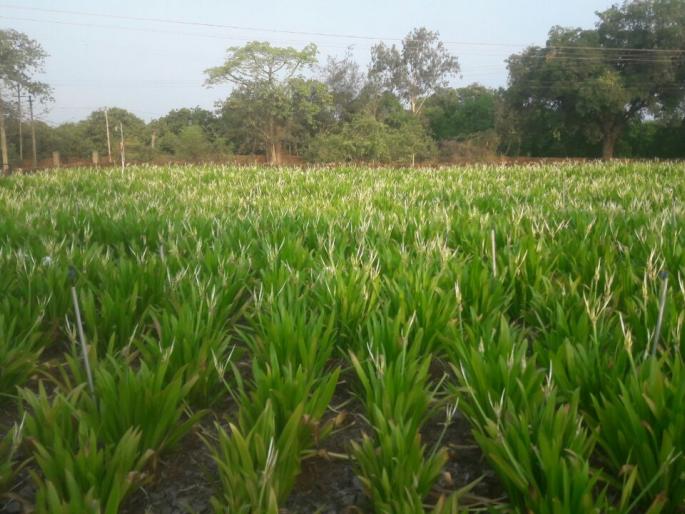 Ratnagiri: On 22 acres of land in Kudhit, the use of Paradise, Behera father-son | रत्नागिरी : कुर्धेत २२ एकर कातळावर नंदनवन, बेहेरे पिता-पुत्राचा प्रयोग Ratnagiri: On 22 acres of land in Kudhit, the use of Paradise, Behera father-son | रत्नागिरी : कुर्धेत २२ एकर कातळावर नंदनवन, बेहेरे पिता-पुत्राचा प्रयोग