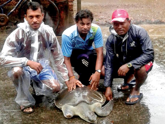 Sindhudurg: Malvan border found hurt | सिंधुदुर्ग : मालवण किनारी आढळला दुखापतग्रस्त कासव Sindhudurg: Malvan border found hurt | सिंधुदुर्ग : मालवण किनारी आढळला दुखापतग्रस्त कासव