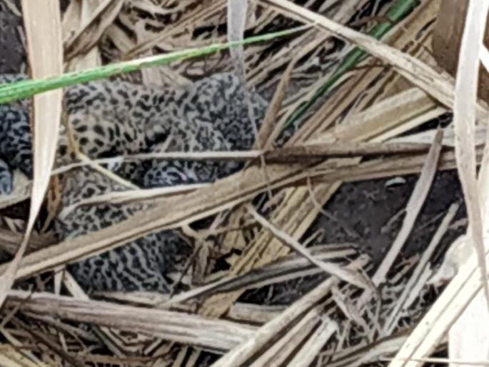  Four young calves were found while plowing | ऊसतोडणी करतांना आढळले बिबट्याचे चार बछडे