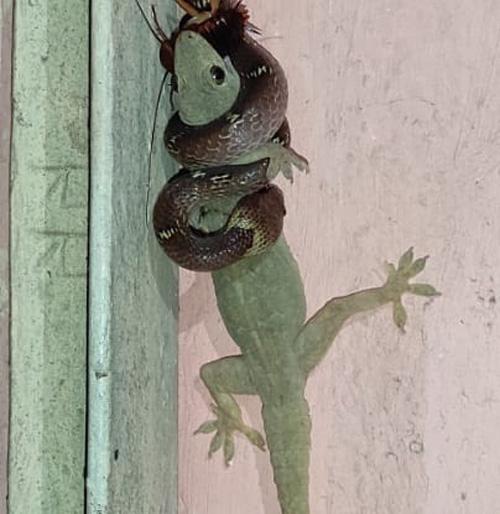 Big news; Pali swallowed the wandering cockroach; At the same time, the snake caught Pali! | मोठी बातमी; पालीनं भरकटलेल्या झुरळाला गिळले; त्याचवेळी सापानं पालीला पकडलं !