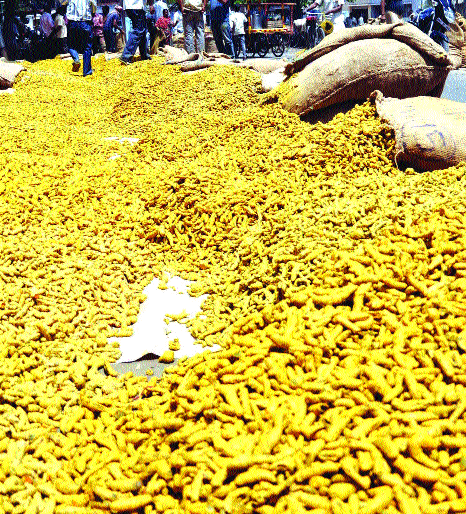 Nanded, Jalgaon haldi sangali indulgence | नांदेड, जळगावच्या हळदीला सांगलीची भुरळ Nanded, Jalgaon haldi sangali indulgence | नांदेड, जळगावच्या हळदीला सांगलीची भुरळ