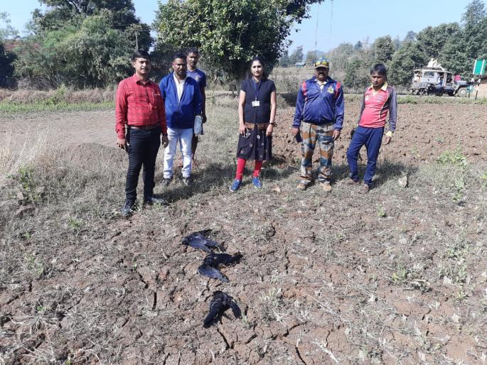 Crows crouched in Surgana | सुरगाण्यात दगावले कावळे Crows crouched in Surgana | सुरगाण्यात दगावले कावळे