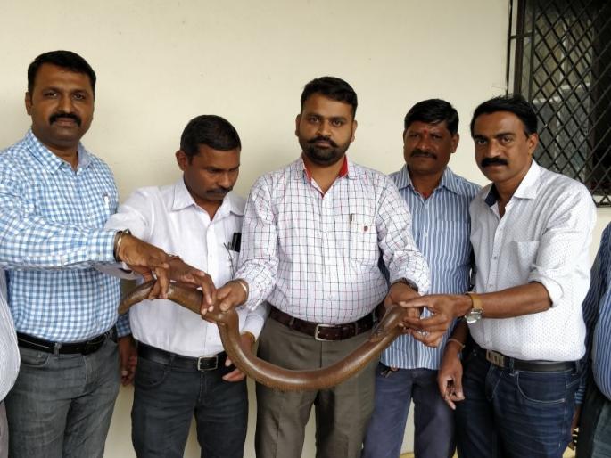 Thakor arrested for kidnapping of Chandul for a black magic in Thane | ठाण्यात काळया जादूसाठी मांडूळाची दीड लाखांमध्ये तस्करी करणा-या तिघांना अटक Thakor arrested for kidnapping of Chandul for a black magic in Thane | ठाण्यात काळया जादूसाठी मांडूळाची दीड लाखांमध्ये तस्करी करणा-या तिघांना अटक