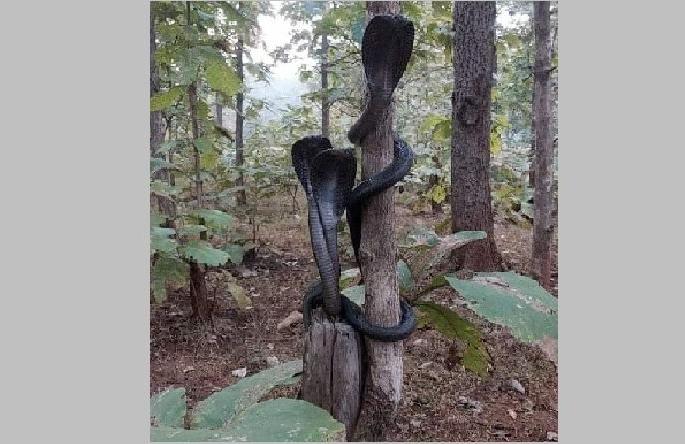 3 cobra snakes saw on a tree in melghat | काय सांगता... एकाच झाडावर तीन-तीन कोब्रा सापांची सभा