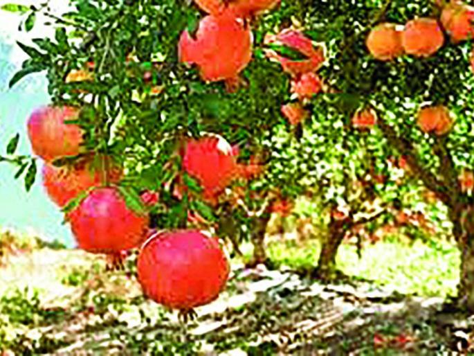 Orchard cultivation under Employment Guarantee Scheme slow | रोजगार हमी योजनेंतर्गत फळबाग लागवड संथगतीने   Orchard cultivation under Employment Guarantee Scheme slow | रोजगार हमी योजनेंतर्गत फळबाग लागवड संथगतीने