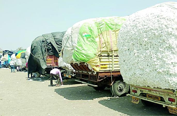 Fast growers of cotton growers do not have the advantage | कापूस भावातील तेजीचा उत्पादकांना फायदा नाही