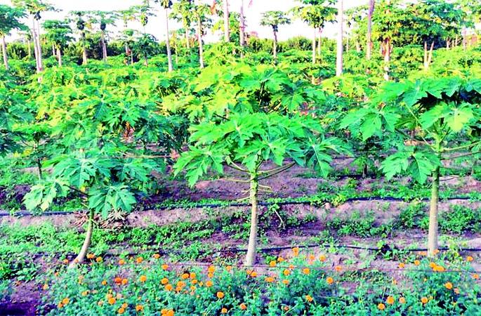 Demand for manure due to increase in chemical fertilizers | रासायनिक खत वाढल्याने शेणखताला मागणी Demand for manure due to increase in chemical fertilizers | रासायनिक खत वाढल्याने शेणखताला मागणी