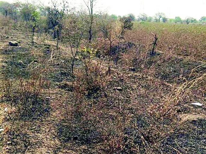 Fire in Hundreds of trees | आगीमुळे शेकडो झाड भस्मसात Fire in Hundreds of trees | आगीमुळे शेकडो झाड भस्मसात