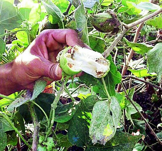 Photo courtesy Photo Gallery | बोंडअळीच्या सर्वेक्षणात छायाचित्र ठरतेय अडथळा