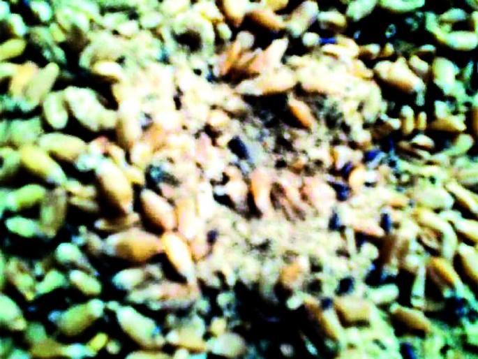 Animal Feed | जनावरांचे खाद्य मनुष्याच्या माथी Animal Feed | जनावरांचे खाद्य मनुष्याच्या माथी