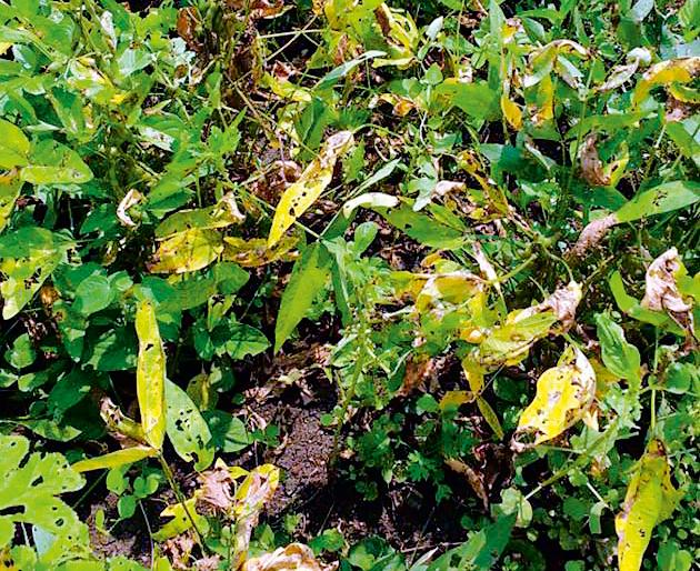 Invasion of sandy bean ribs | सोयाबीनवर तांबेरा रोगाचे आक्रमण Invasion of sandy bean ribs | सोयाबीनवर तांबेरा रोगाचे आक्रमण