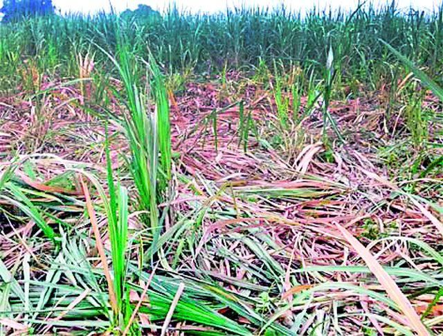 Farmers feuded with the dangers of wild animals | जंगली प्राण्यांच्या हैदोसाने शेतकरी धास्तावला Farmers feuded with the dangers of wild animals | जंगली प्राण्यांच्या हैदोसाने शेतकरी धास्तावला