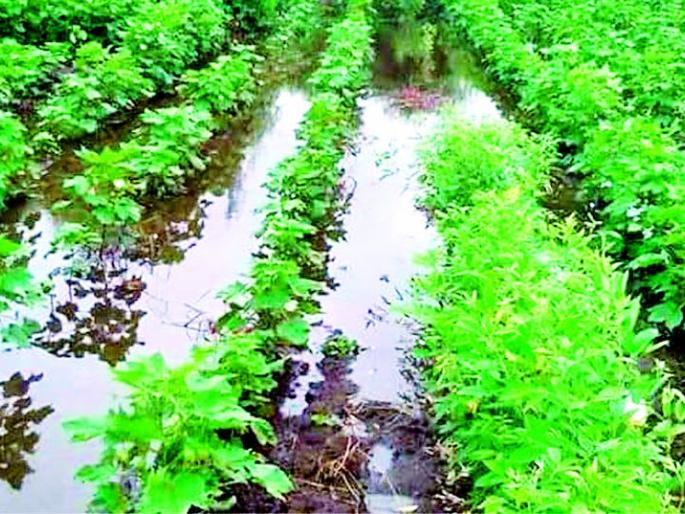 Backwater infiltrates directly into the field | बॅक वॉटर शिरले थेट शेतात