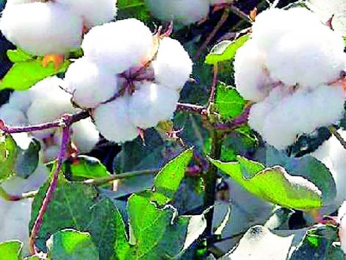 White gold does not fit in the neck | पांढरे सोने निकषात बसलेच नाही