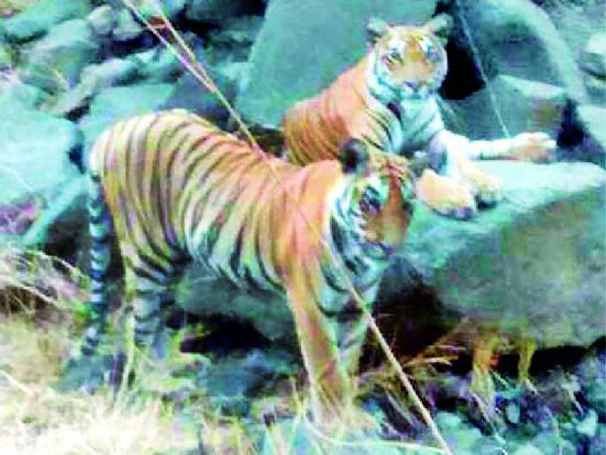 In the dreaded 'Pinky' bore project | दहशत पसरवणारी ‘पिंकी’ बोर प्रकल्पात