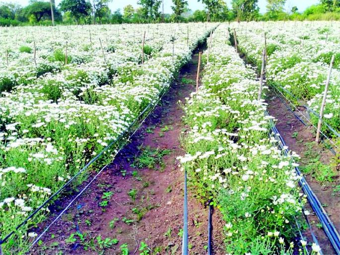 Shevanti extended the life of the farmers | शेवंतीने शेतकऱ्यांचे जीवन फुलविले Shevanti extended the life of the farmers | शेवंतीने शेतकऱ्यांचे जीवन फुलविले