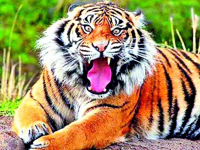 View of the tiger in the Kishala-Ghodadara area | किन्हाळा-घोडदरा परिसरात वाघाचे दर्शन View of the tiger in the Kishala-Ghodadara area | किन्हाळा-घोडदरा परिसरात वाघाचे दर्शन